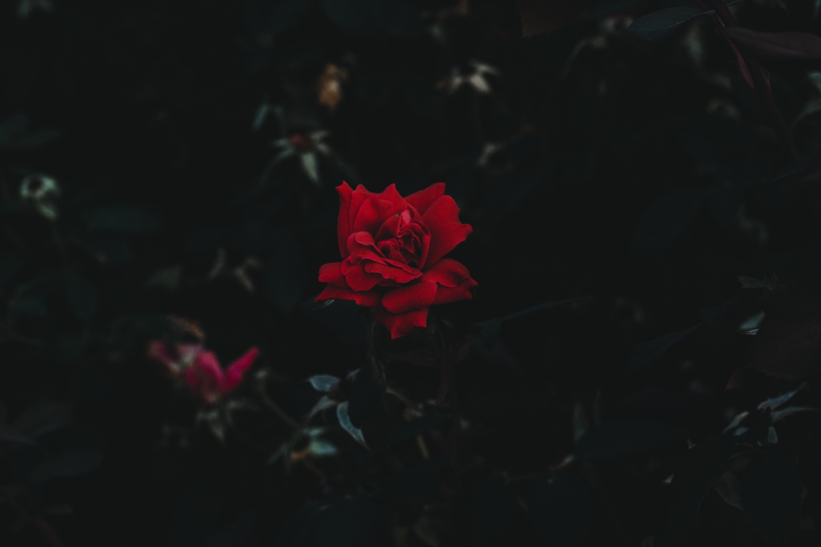 Landscape red flowers dark Custom Gaming Mat Desk