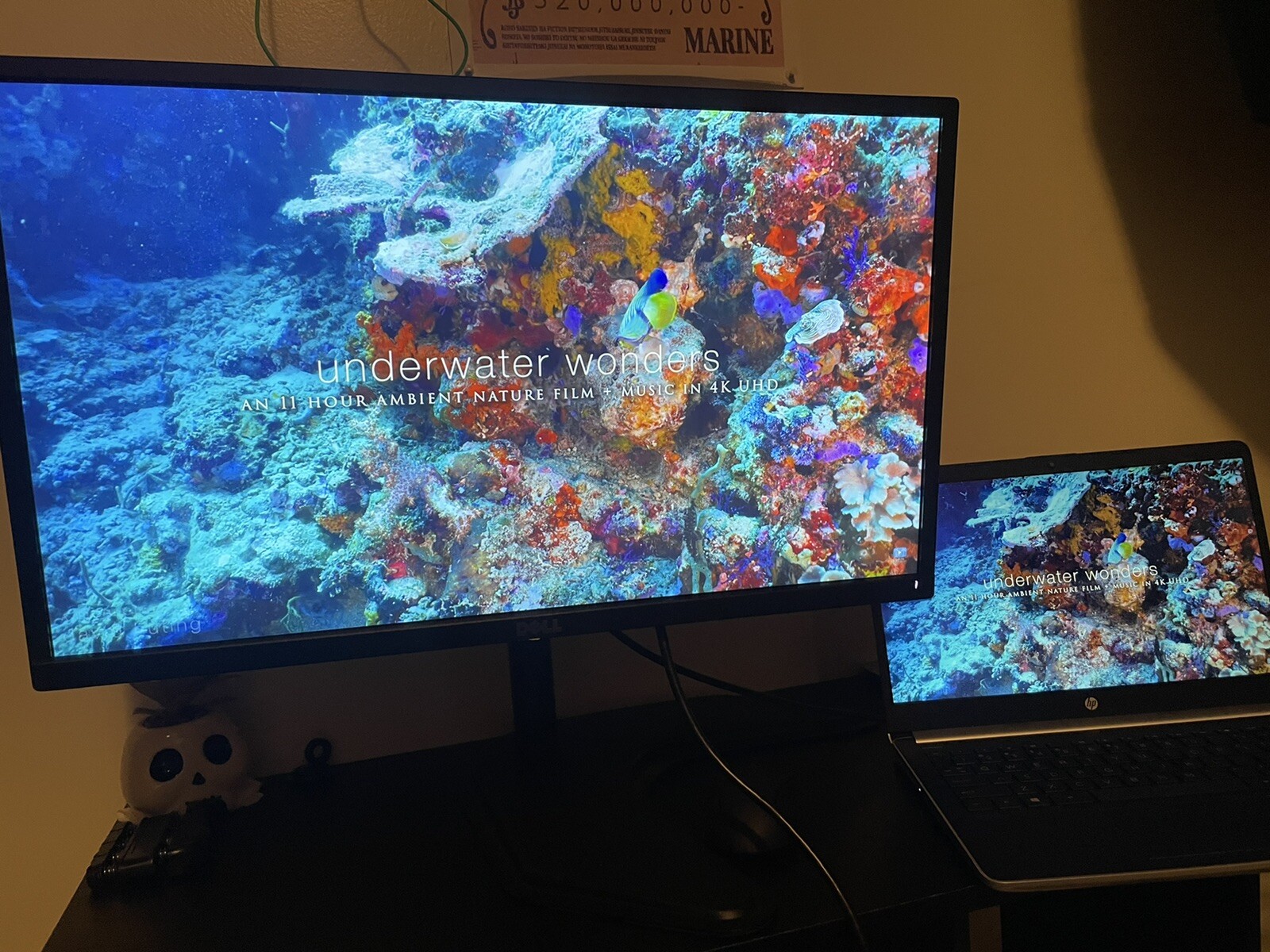 Dell 23 Inch Display Monitor : Dell Professional Monitor