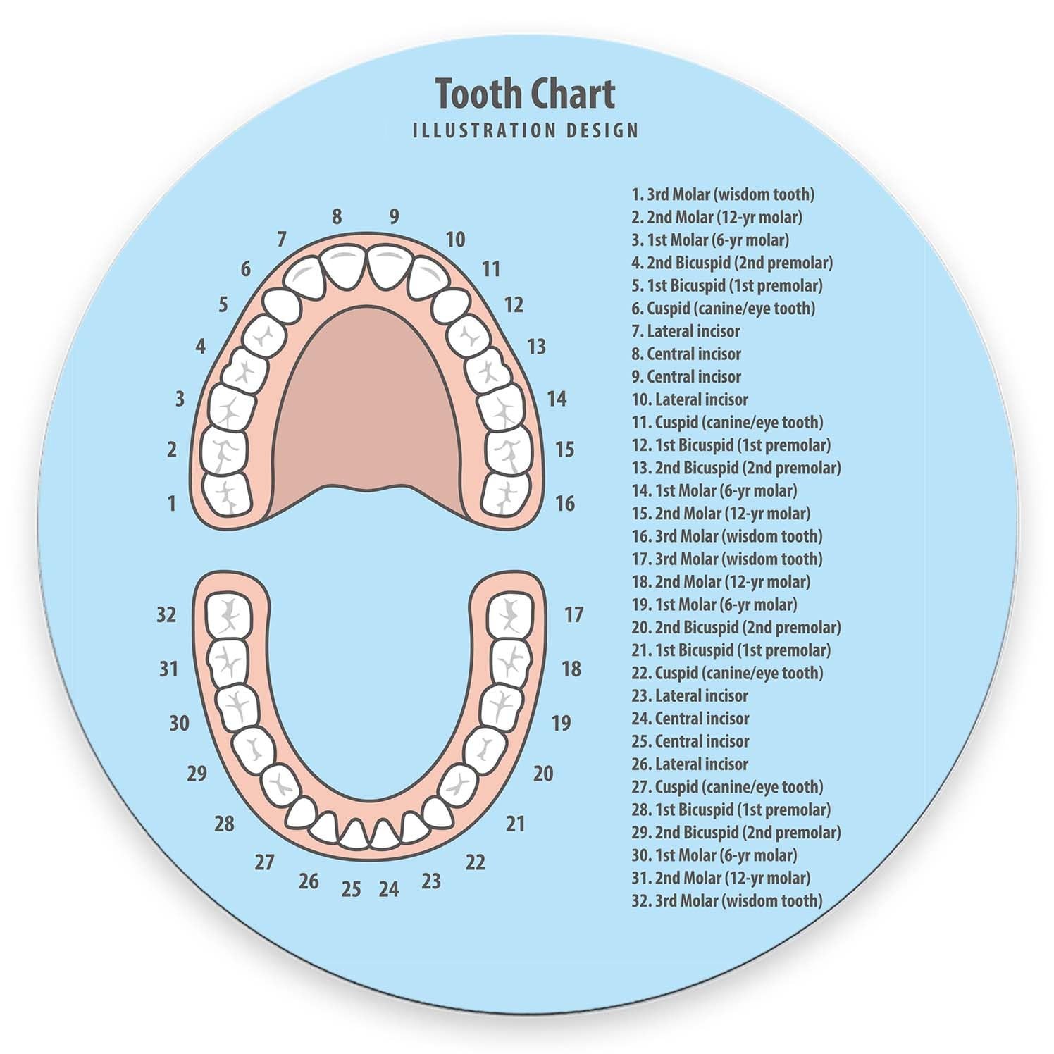 Round Mouse Pad,Tooth Chart Mouse pad,Custom Small Mouse Pads with Designs,Porta