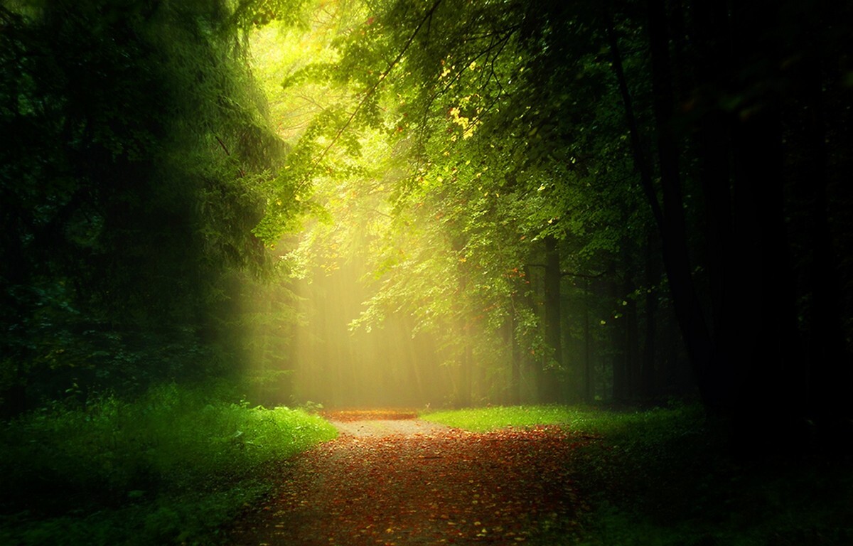 Landscape path leaves forest sunlight mist trees grass Custom Gaming Mat Desk
