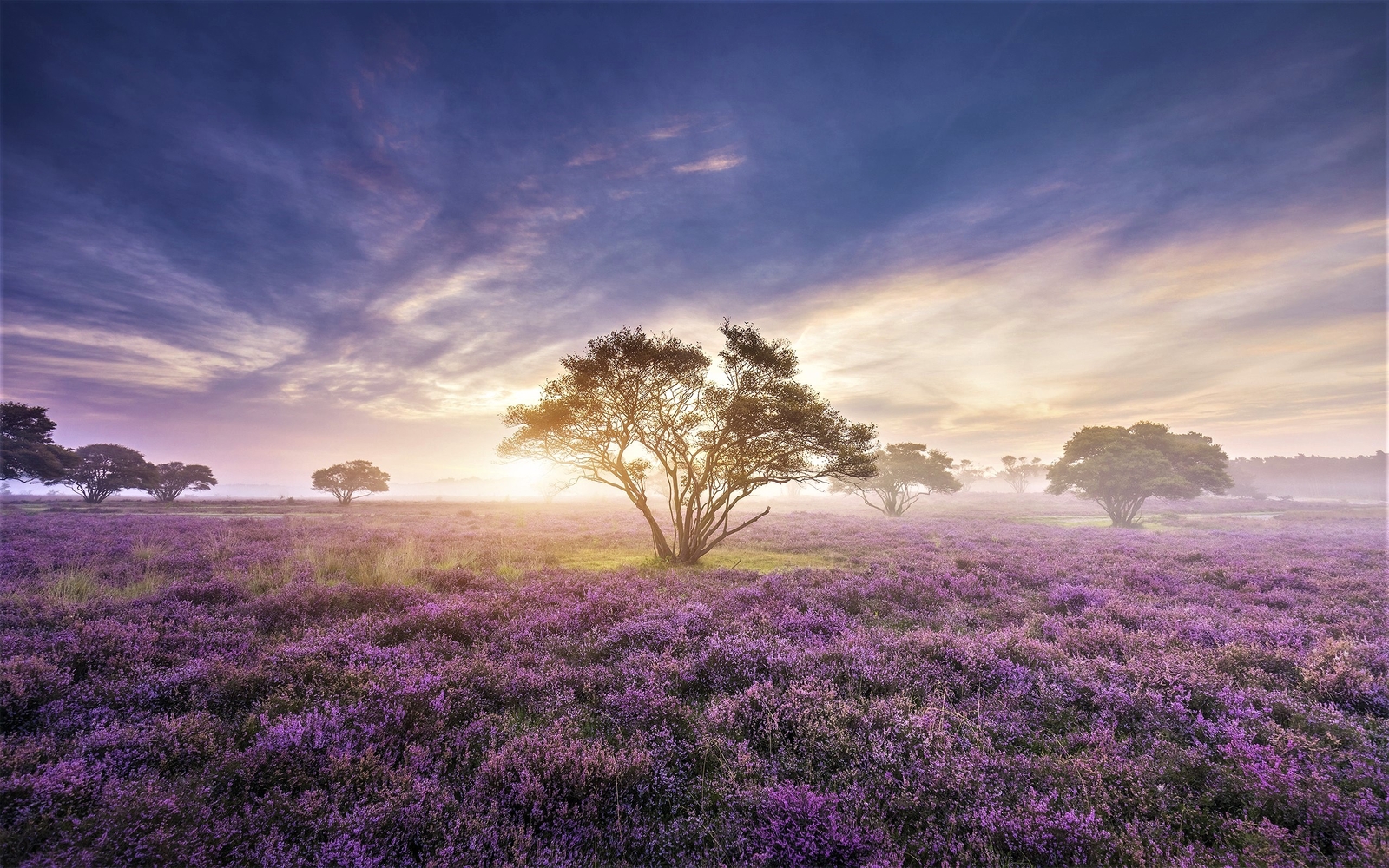Landscape sunrise nature flowers plants trees field Custom Gaming Mat Desk