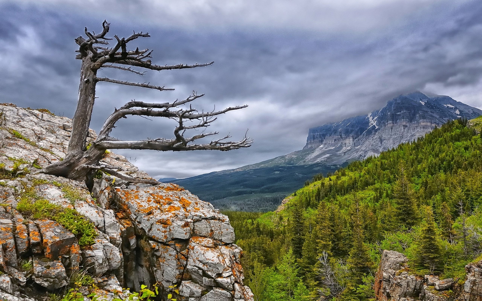 Landscape cliff forest clouds overcast trees dead nature Custom Gaming Mat Desk