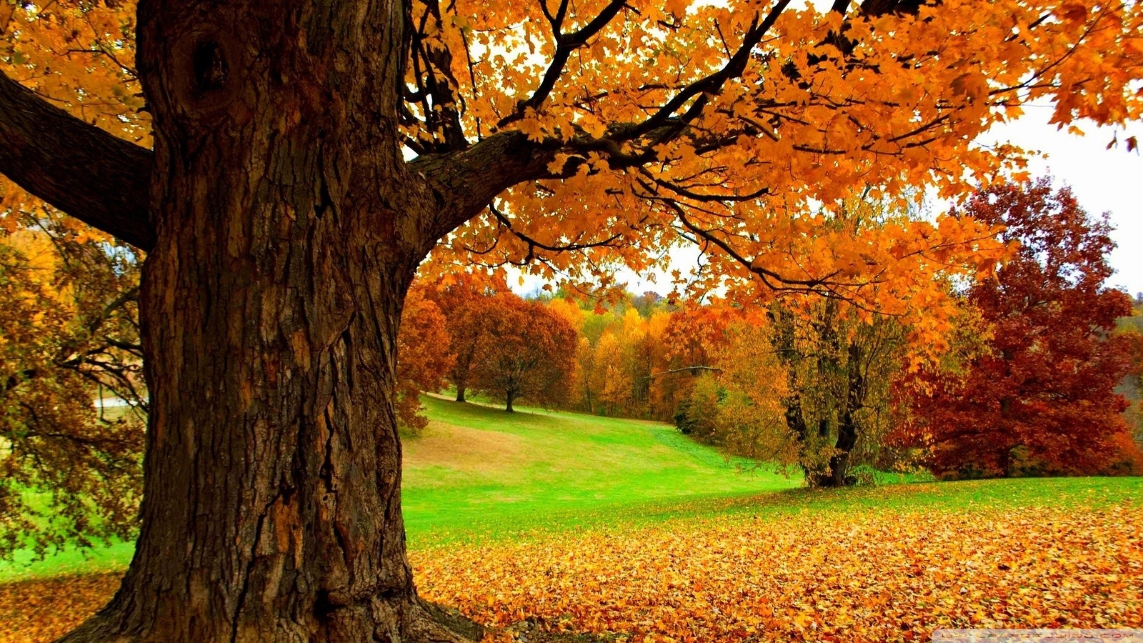 Landscape fall grass fallen leaves hills Custom Gaming Mat Desk