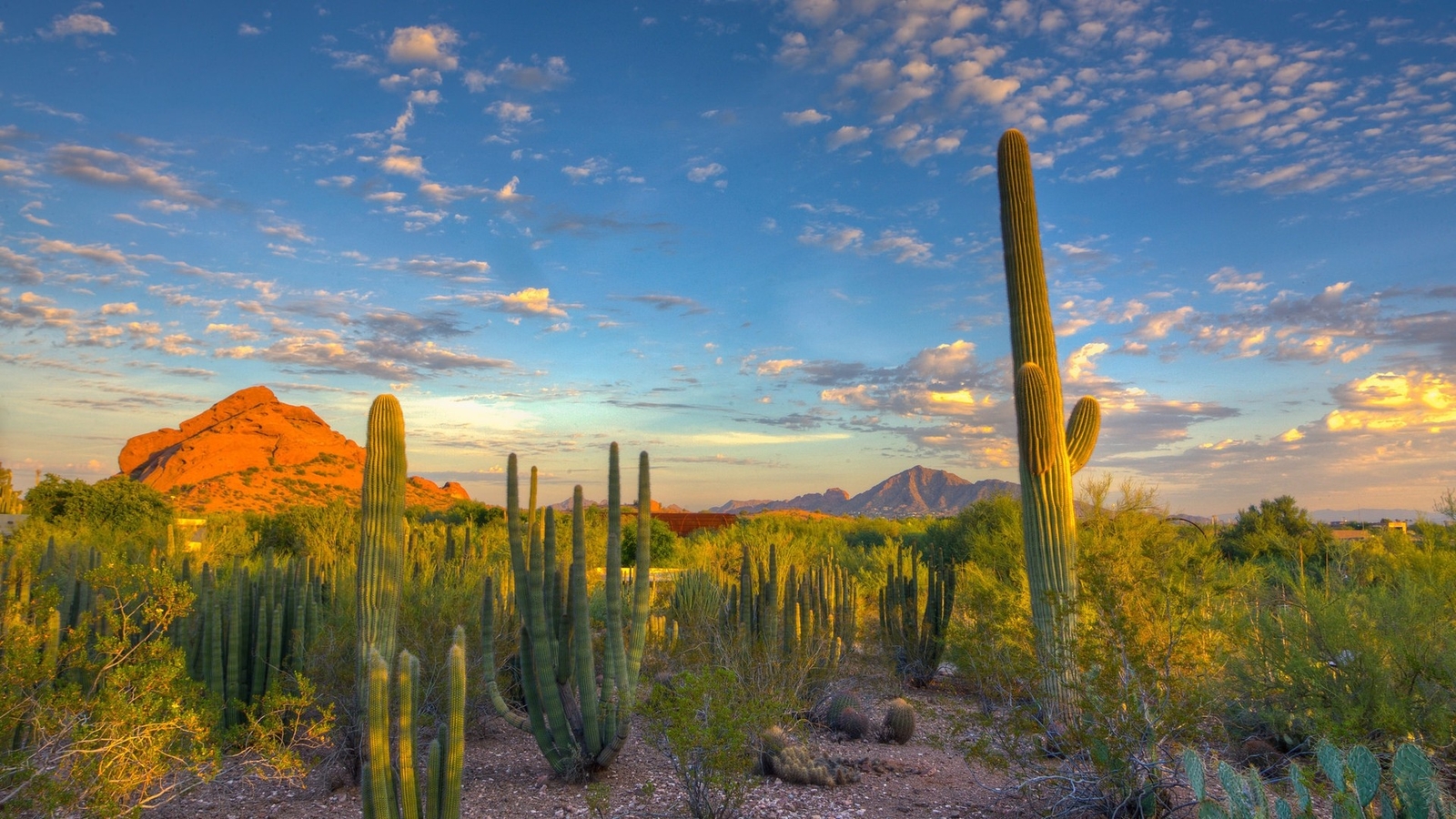 Landscape nature desert cactus mountains arizona usa Custom Gaming Mat Desk