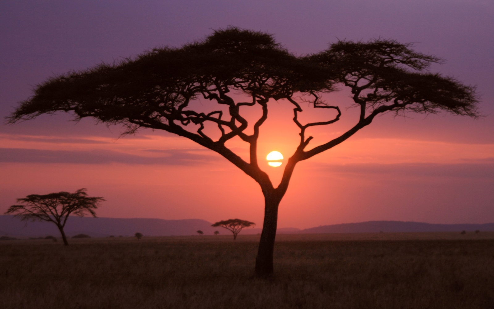 Landscape nature savannah umbrella thorn africa purple Custom Gaming Mat Desk