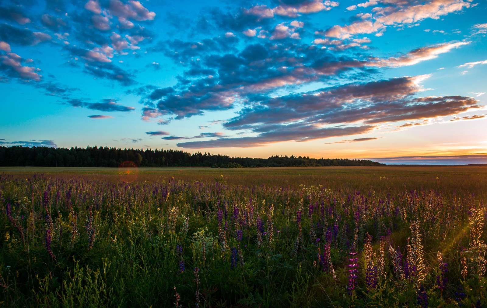 Landscape nature field flowers sunrise Custom Gaming Mat Desk