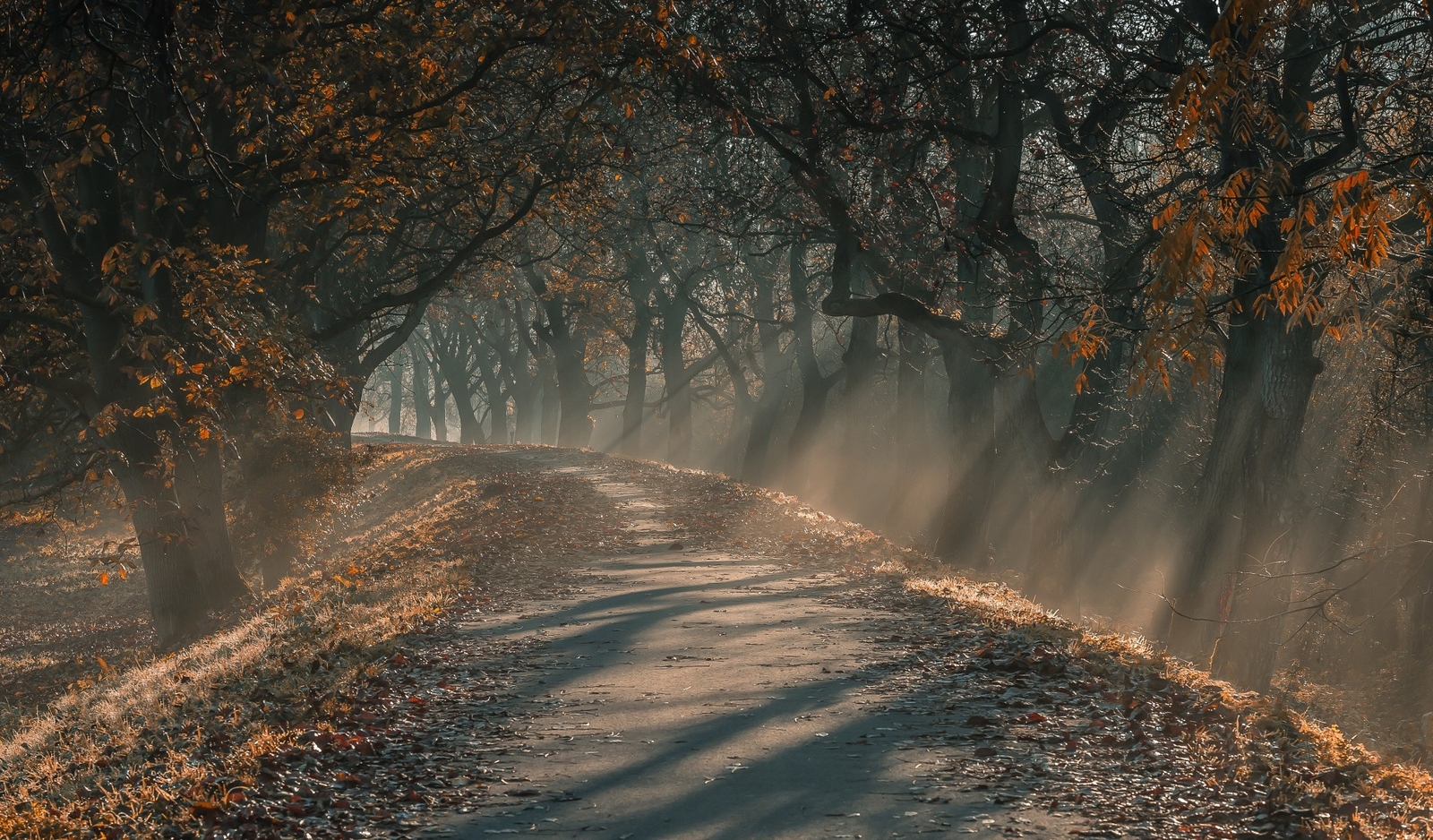 Landscape nature sun rays morning sunlight dirt road Custom Gaming Mat Desk