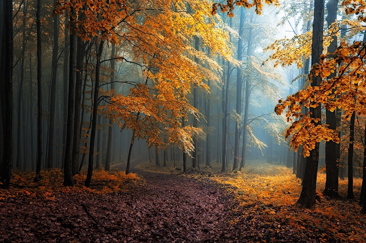 Landscape fall mist leaves forest road trees path Custom Gaming Mat Desk