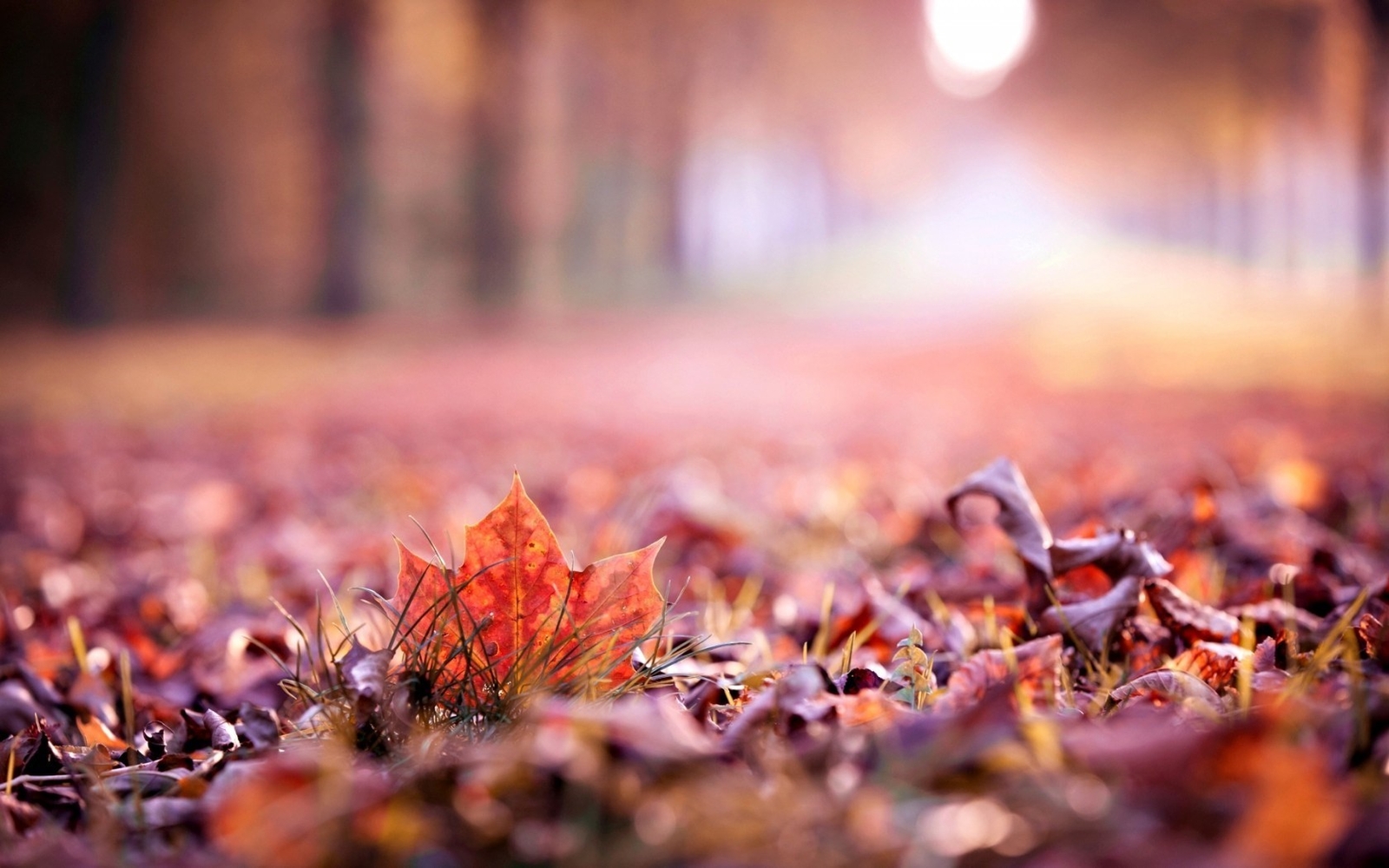 Landscape leaves fall depth of field fallen Custom Gaming Mat Desk