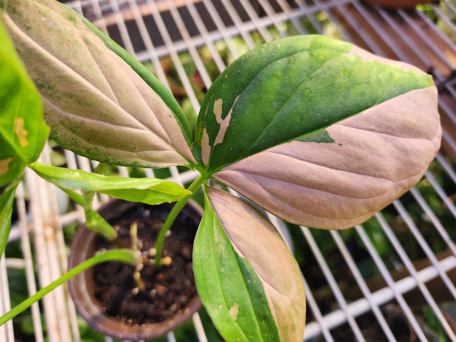 Rare Syngonium Pink Splash High Contrast Variegation Rooted 4" Pot 4 Leaves