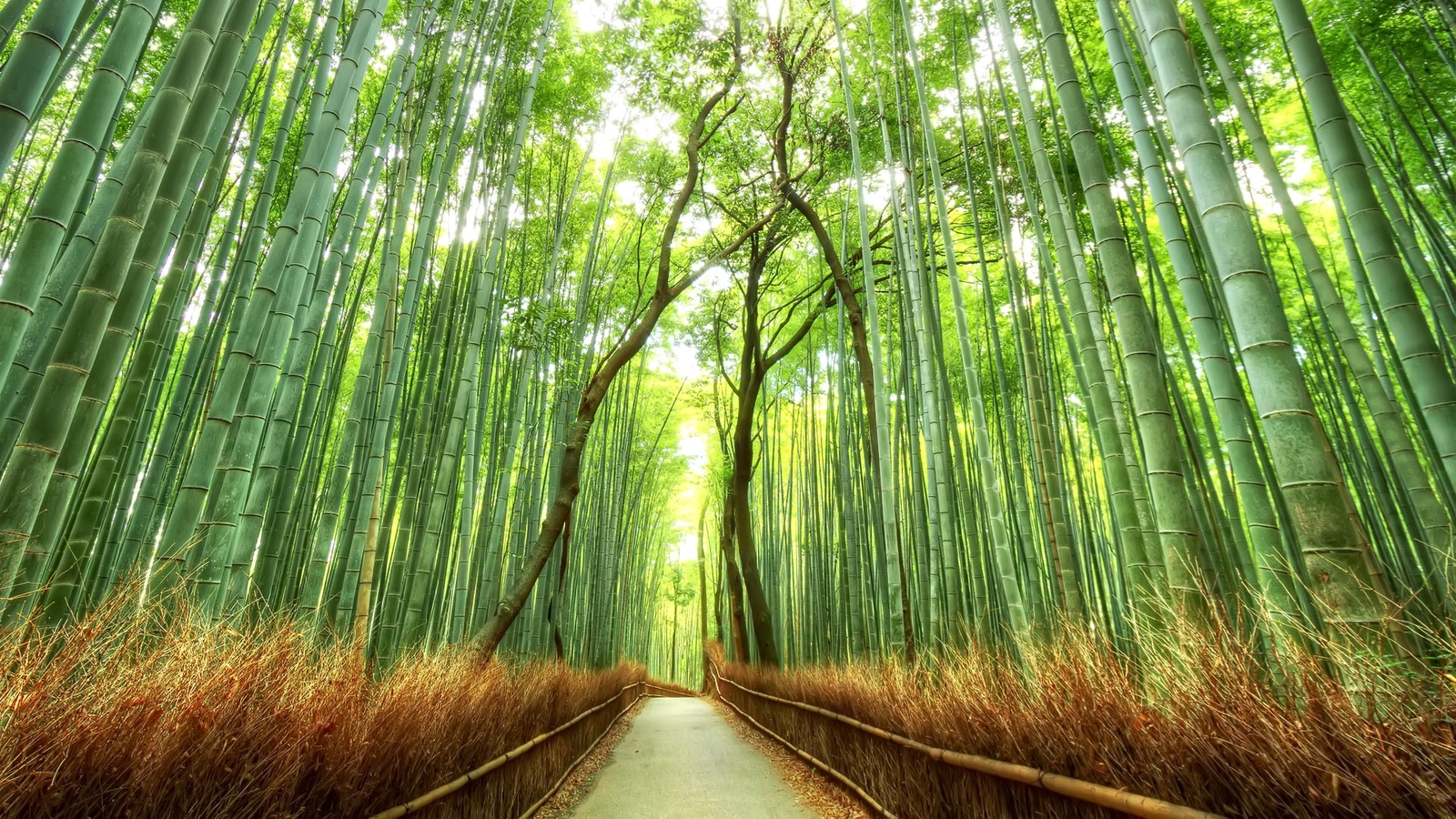 Landscape bamboo path japan nature fence forest kyoto Custom Gaming Mat Desk
