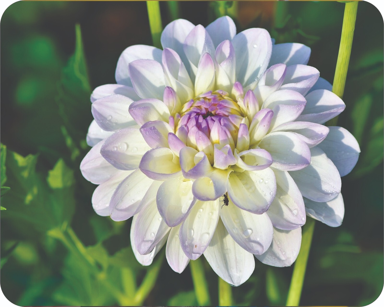 Wild Flowers Floral Art Colorful  Art Mousepad 7 x 9 Art mouse pad