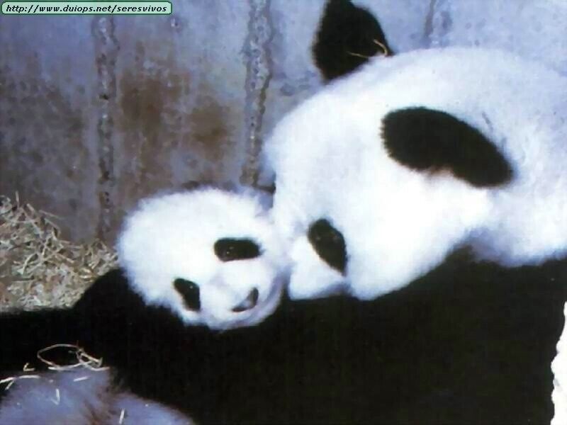 Panda Bear and Cub   Mouse Pads Stunning Photos