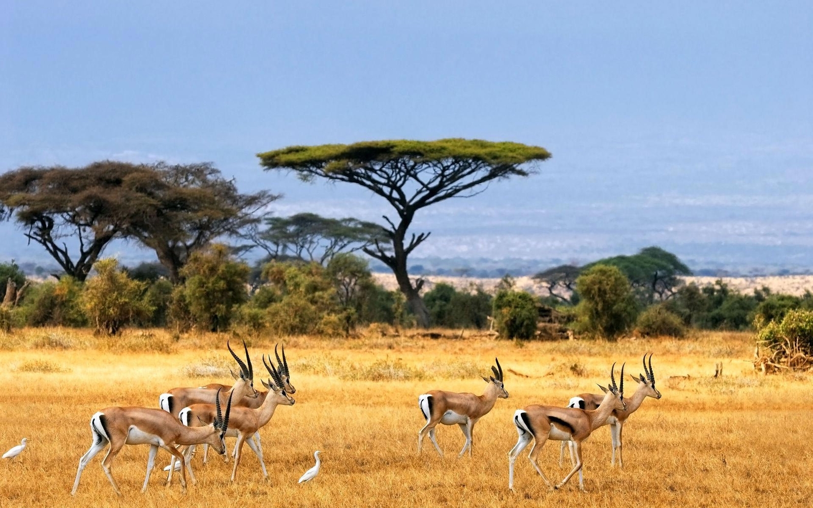 Landscape nature savannah animals wildlife africa Custom Gaming Mat Desk