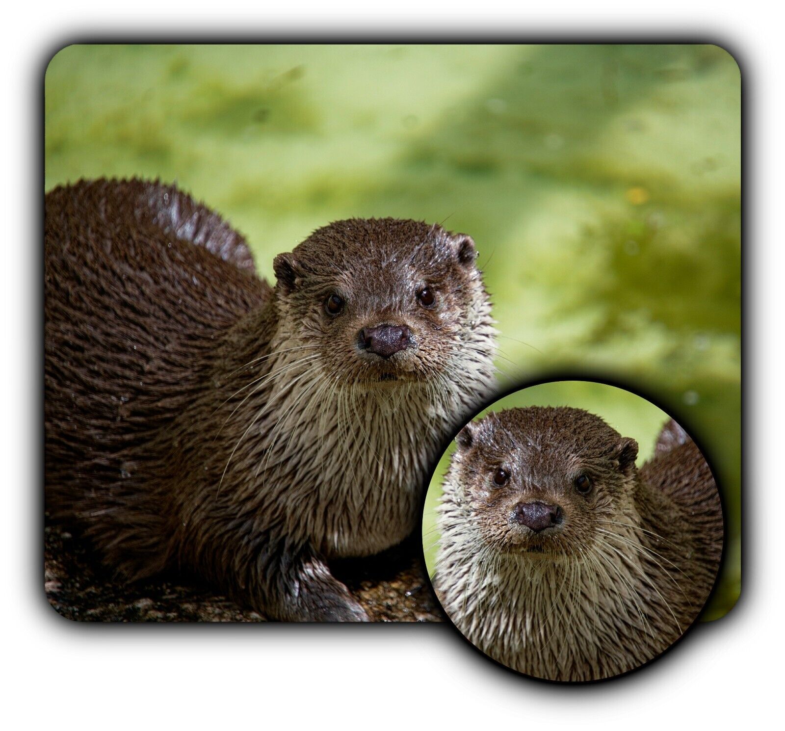 River Otter Water Mouse Pad + Coaster - 1/4