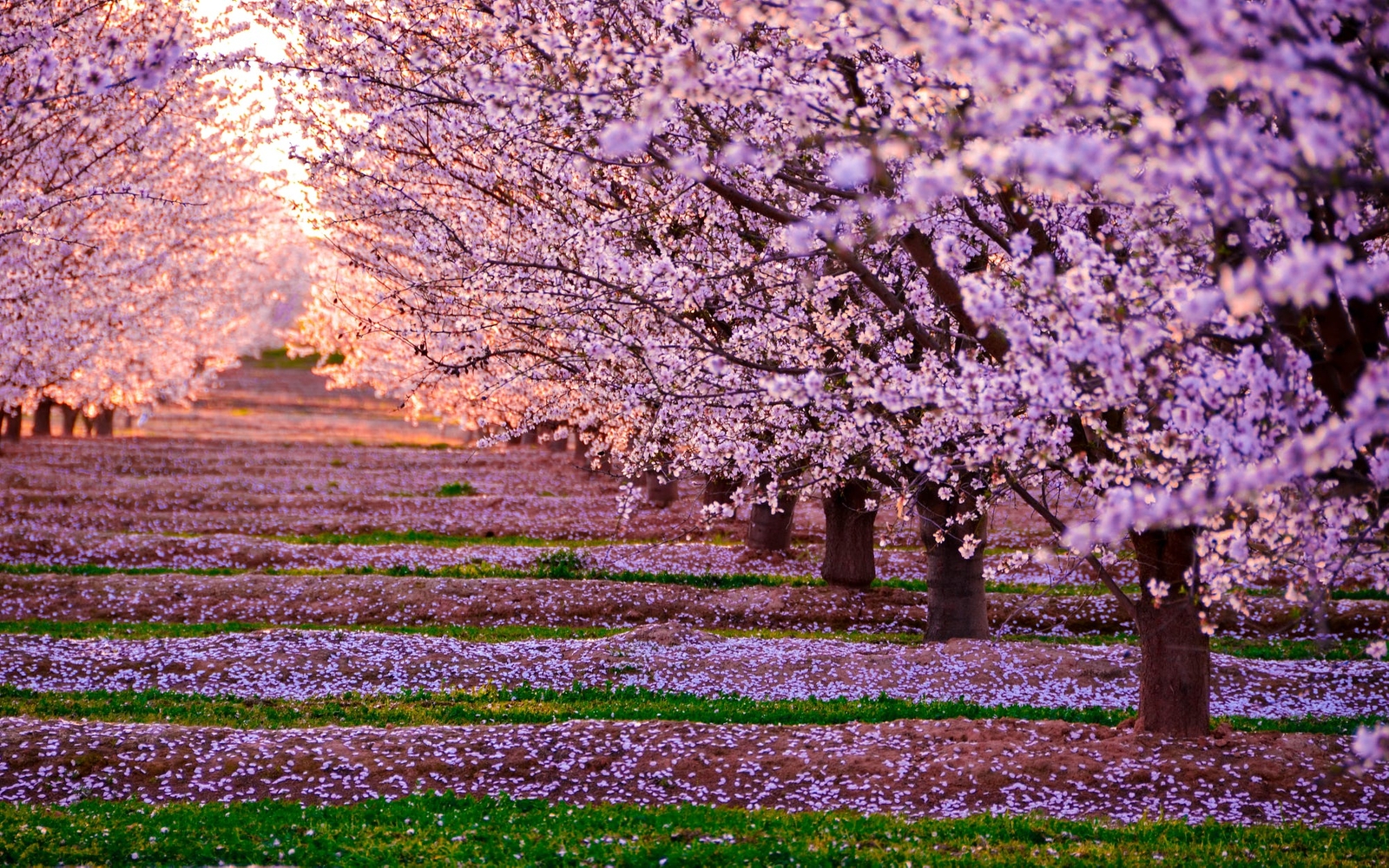 Landscape nature pink flowers trees leaves japan cherry Custom Gaming Mat Desk