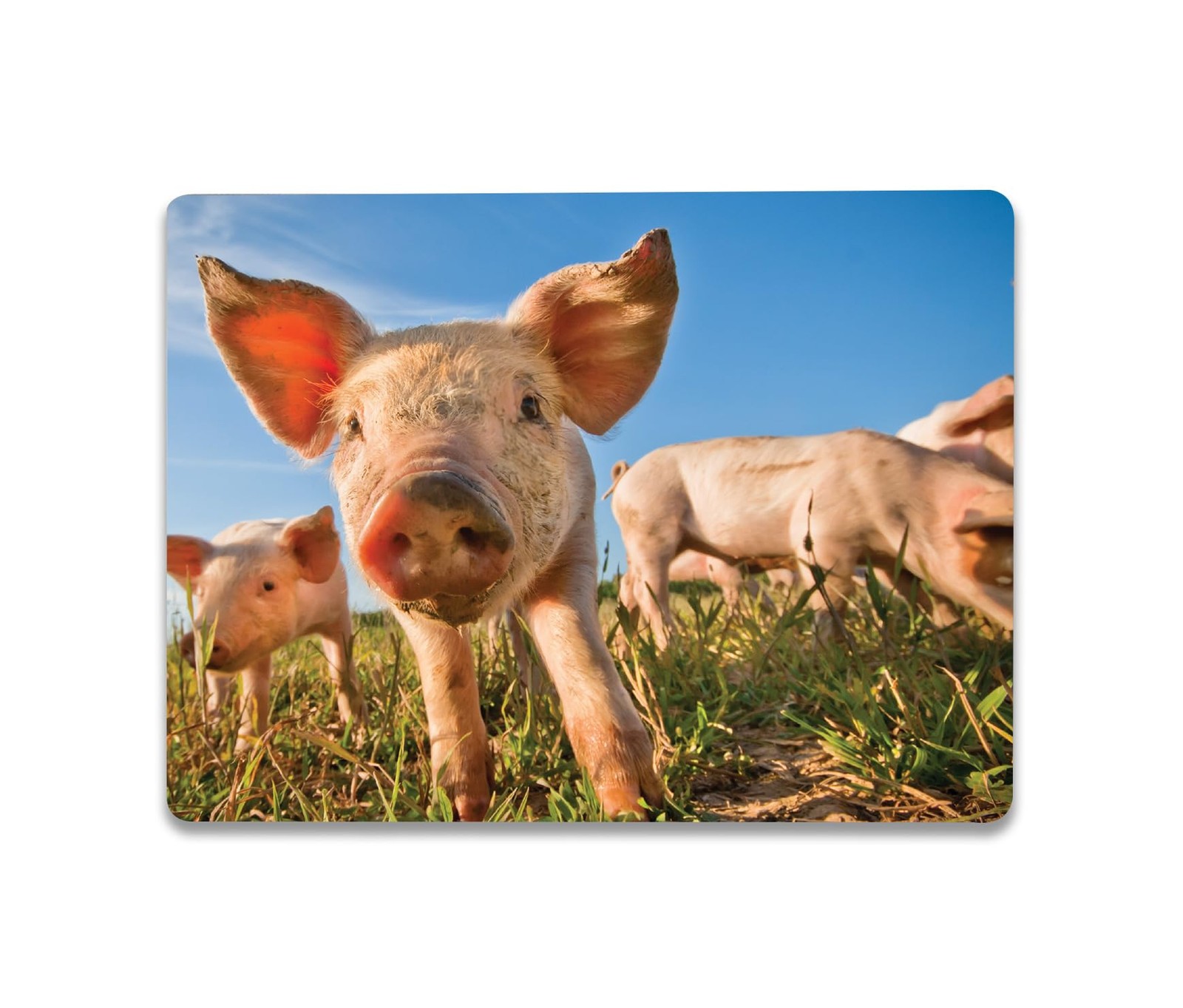 MightySkins Skin for MS Surface Laptop Go 3 (2023) Full Wrap Kit - Pig