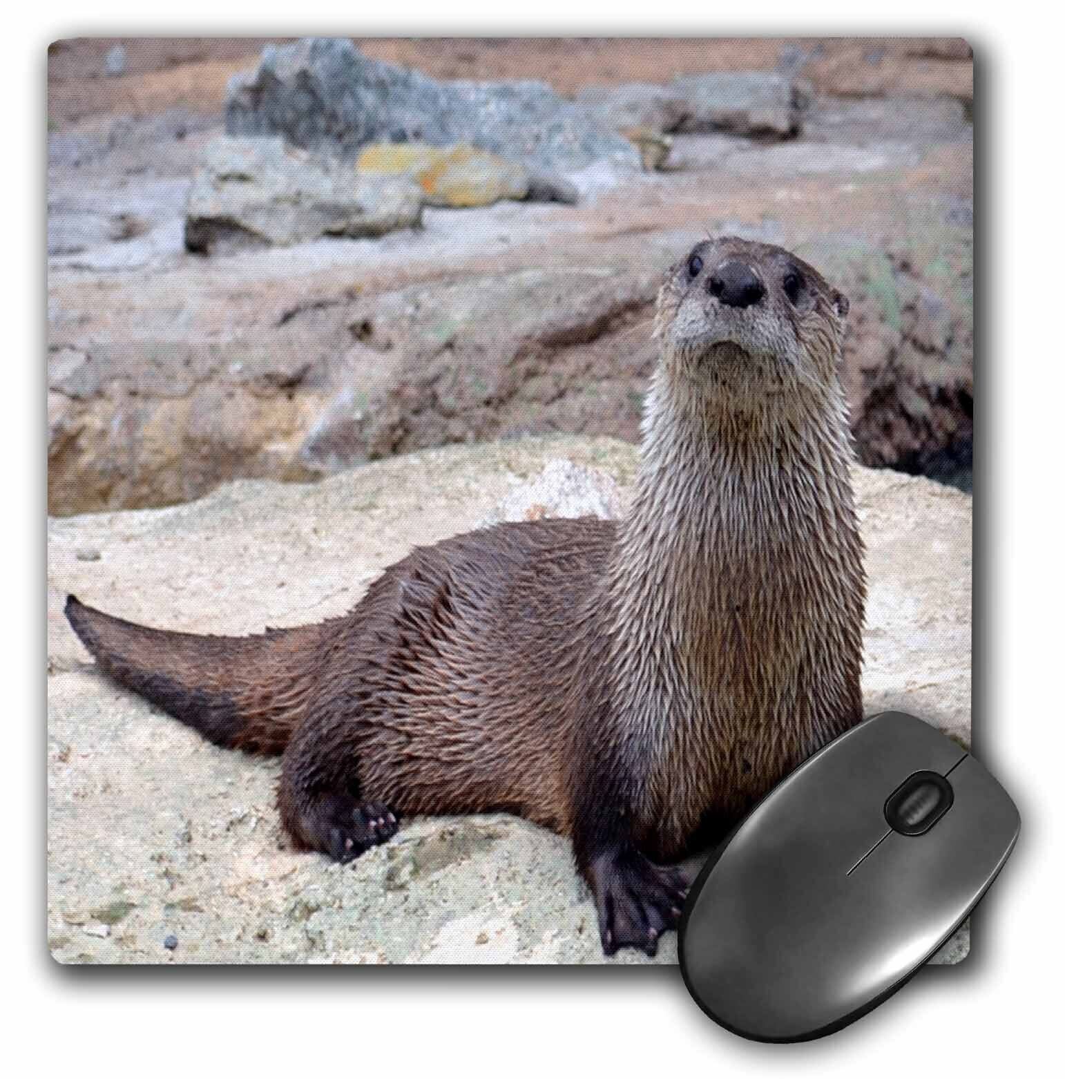 3dRose Otter Two An Otter Picture MousePad