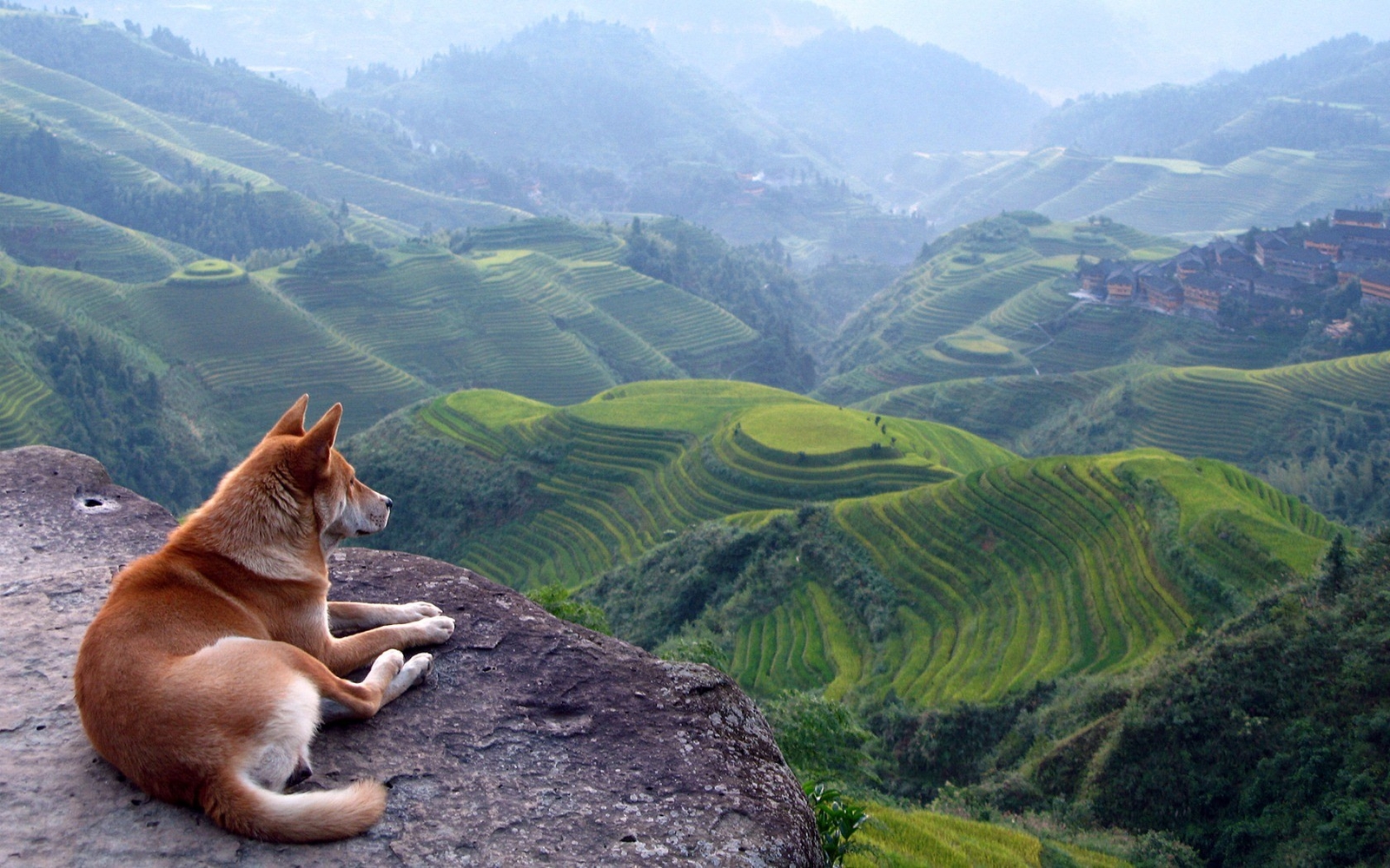 Landscape terraced field dog animals rocks hills Custom Gaming Mat Desk