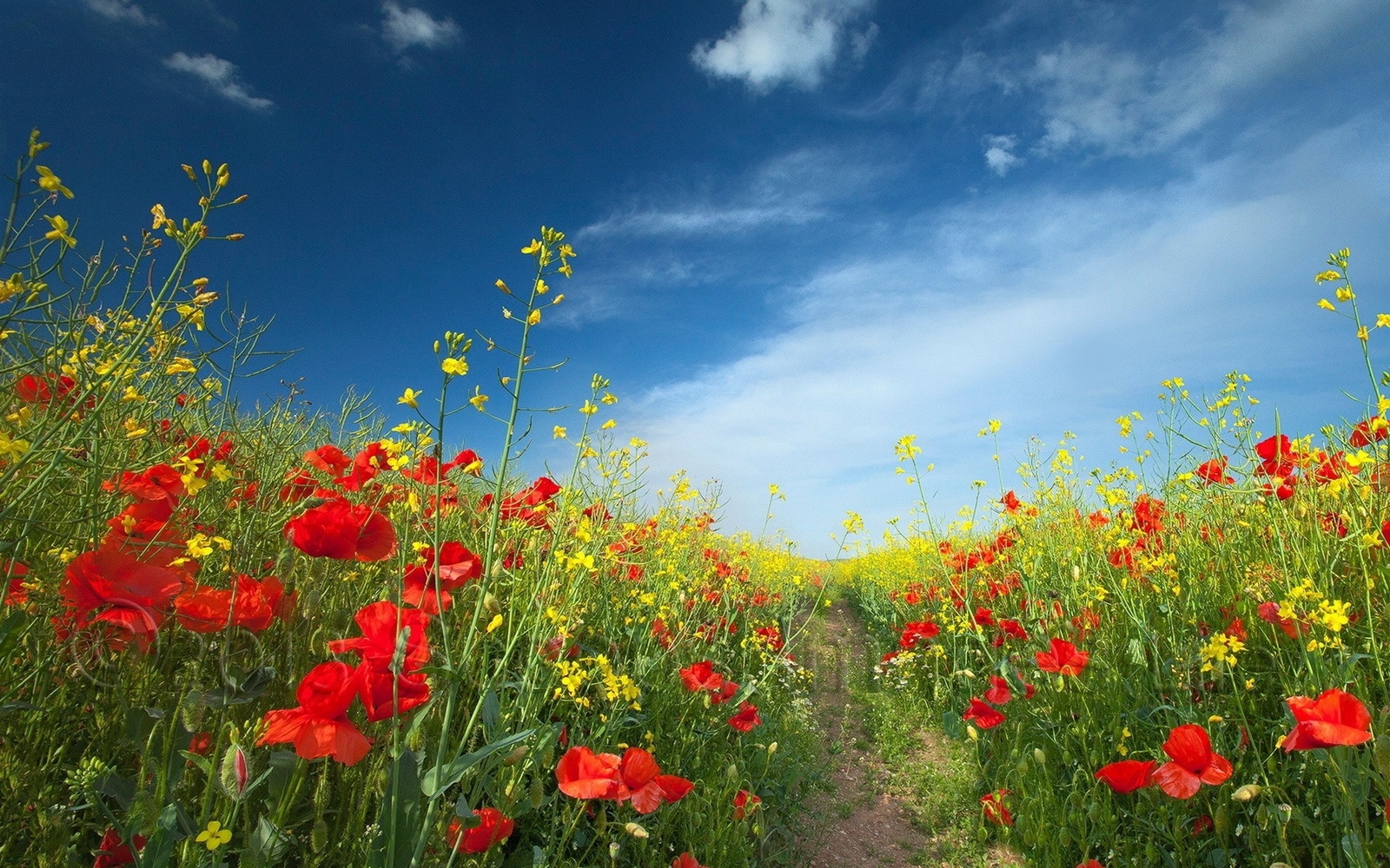 Landscape flowers field red yellow sky Custom Gaming Mat Desk