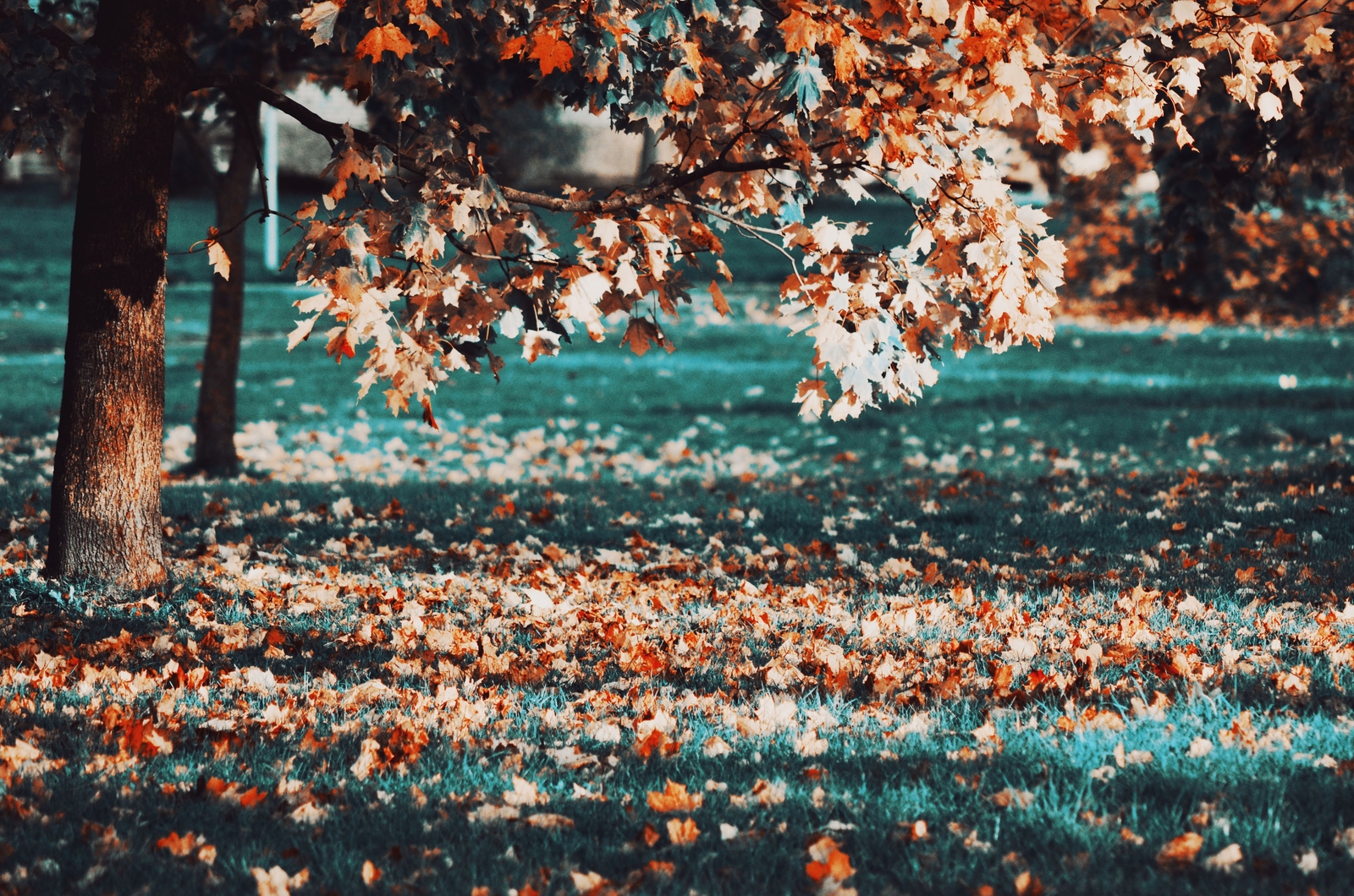 Landscape fall leaves trees fallen Custom Gaming Mat Desk