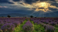 Landscape nature hills bulgaria field lavender flowers Custom Gaming Mat Desk picture