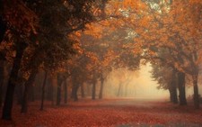 Landscape fall mist trees morning park leaves red Custom Gaming Mat Desk picture