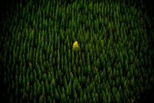 Landscape nature trees yellow alone forest Custom Gaming Mat Desk picture