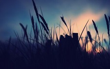 Landscape nature night macro plants sunlight violet Custom Gaming Mat Desk picture