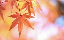Landscape leaves fall Custom Gaming Mat Desk picture