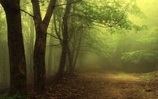 Landscape trees forest nature mist Custom Gaming Mat Desk picture