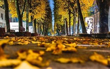 Landscape worms eye view trees leaves fall street kaunas Custom Gaming Mat Desk picture