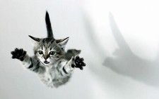 Landscape cats kittens fall jumping Custom Gaming Mat Desk picture