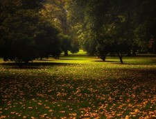 Landscape park leaves trees fall grass australia calm Custom Gaming Mat Desk picture