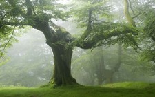 Landscape nature forest trees green Custom Gaming Mat Desk picture
