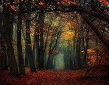 Landscape forest mist fall leaves trees path Custom Gaming Mat Desk picture
