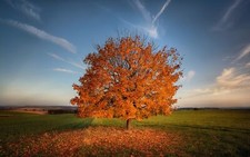 Landscape nature trees field Custom Gaming Mat Desk picture
