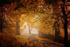 Landscape fall mist fence walkway leaves trees yellow Custom Gaming Mat Desk picture