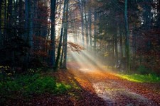 Landscape sun rays forest fall path leaves trees grass Custom Gaming Mat Desk picture
