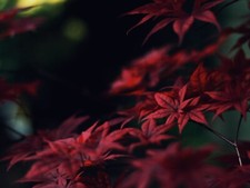 Landscape japan leaves red fall Custom Gaming Mat Desk picture