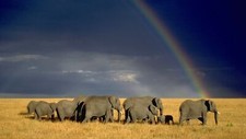 Landscape nature animals wildlife elephant savannah Custom Gaming Mat Desk picture