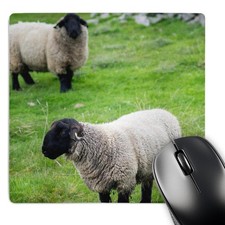 3Drose 3D Rose Suffolk Sheep Shetland Islands. Shetland Northern Isles picture