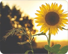 Flowers Floral Art Photo Sunflower Mouse Pad Stunning Photos AI Drawing Mousepad picture