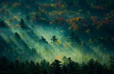 Landscape nature forest mist england trees fall sunbeams Custom Gaming Mat Desk picture