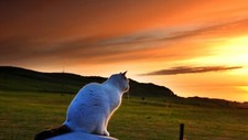Landscape nature animals pet cats tail field hills Custom Gaming Mat Desk picture