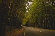 Landscape trees road new zealand forest nature Custom Gaming Mat Desk picture