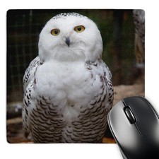 3dRose, Pretty White Snowy Owl- Birds- Animals, Mouse Pad picture