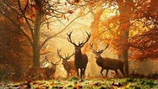 Landscape wildlife deer mammals fall forest mist fallen Custom Gaming Mat Desk picture
