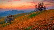 Landscape nature mountains flowers field trees sunset Custom Gaming Mat Desk picture