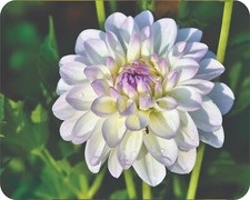 Wild Flowers Floral Art Colorful  Art Mousepad 7 x 9 Art mouse pad picture